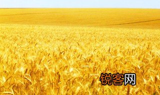描写麦田的优美句子 关于麦田的句子示例