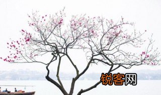 描写桃树的优美句子 形容桃树的唯美语句