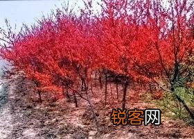 为什么说人生如梦？