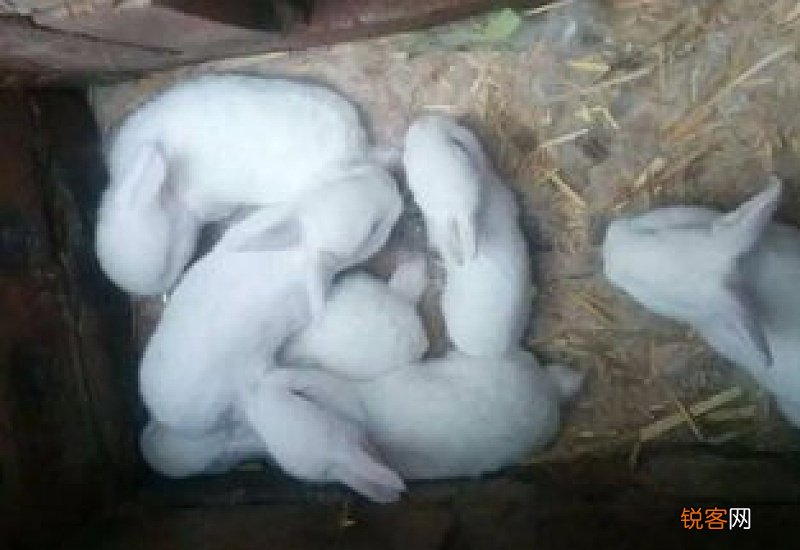 幼兔一直吃怎么办?