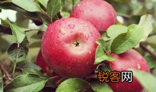 描写果农喜悦的句子 描写果农喜悦的句子有哪些