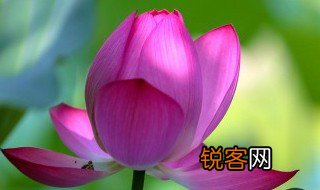 形容荷花的词语 哪些词语形容荷花