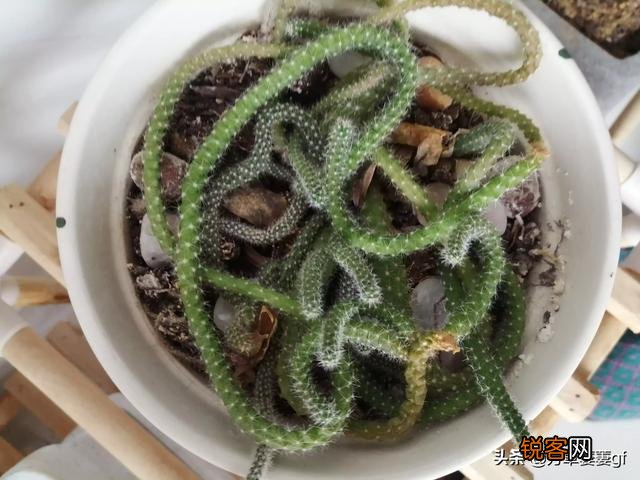 一个成功女人一个是漂亮女人,两个同时爱上你,你会选哪个为妻？为何？