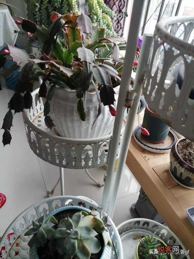 一个成功女人一个是漂亮女人,两个同时爱上你,你会选哪个为妻？为何？