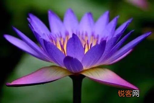 你喜欢的一句含有“花”字的诗句是什么？