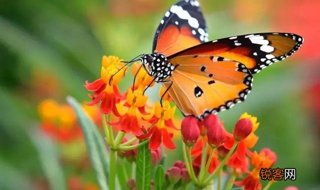 你喜欢的一句含有“花”字的诗句是什么？