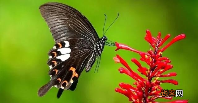 你喜欢的一句含有“花”字的诗句是什么？