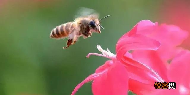 你喜欢的一句含有“花”字的诗句是什么？