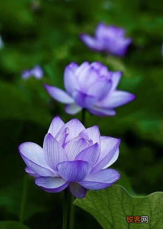 你喜欢的一句含有“花”字的诗句是什么？