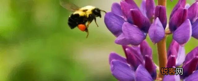 你喜欢的一句含有“花”字的诗句是什么？