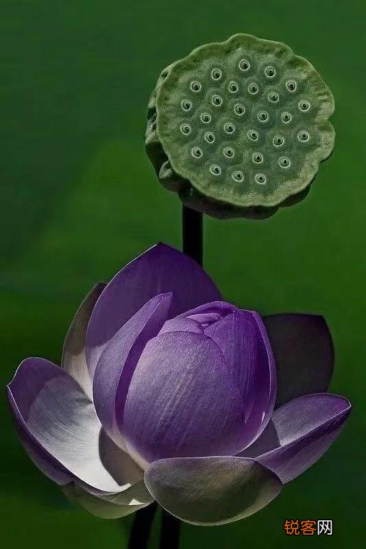 你喜欢的一句含有“花”字的诗句是什么？