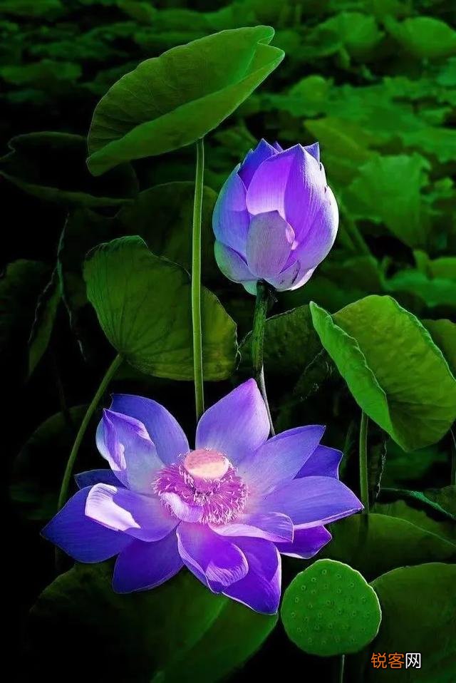 你喜欢的一句含有“花”字的诗句是什么？