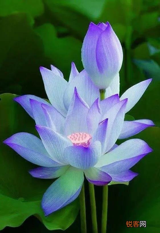 你喜欢的一句含有“花”字的诗句是什么？