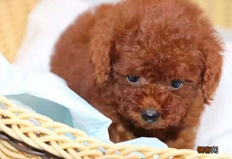 小狗大便堵在肛门最快的方法