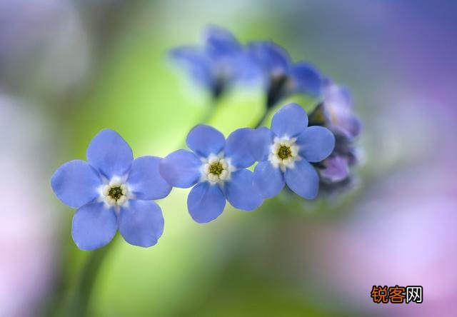 飞花令是什么？