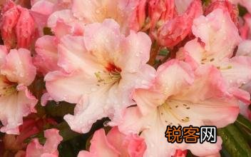 飞花令是什么？