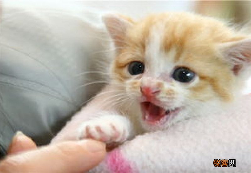 猫吃多少猫粮合适
