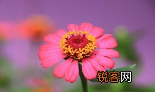 描写太阳花的句子 关于太阳花的经典句子