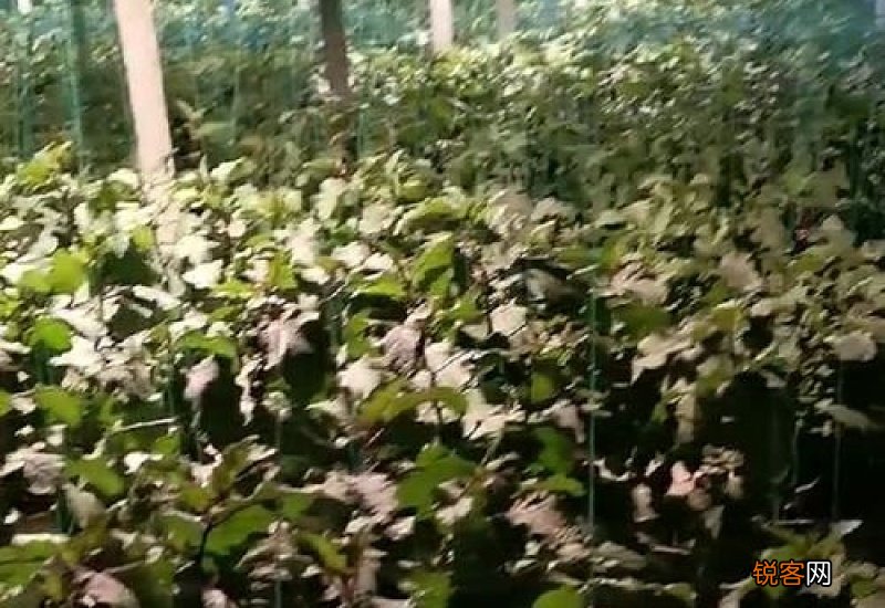 植物补光灯什么颜色的比较好