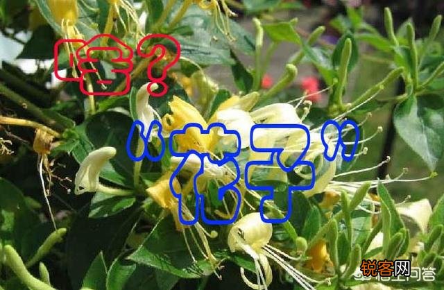 山东方言“银里哄吭”是什么意思？