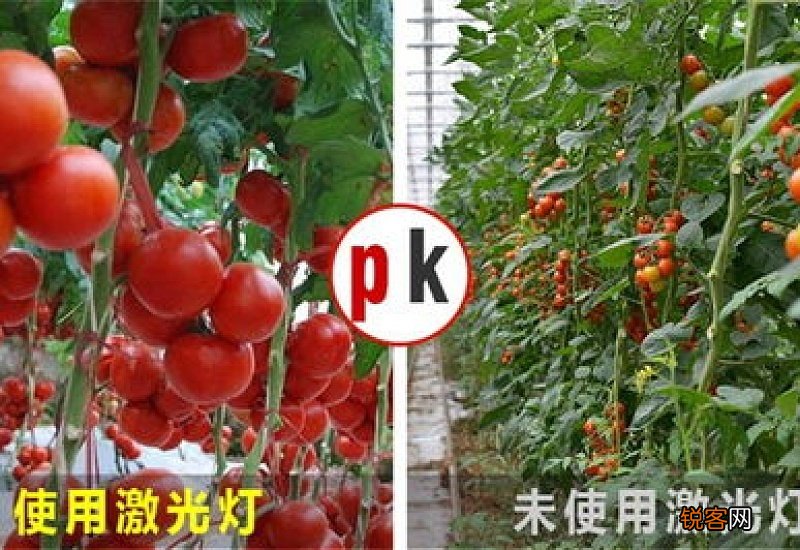 植物补光灯能促进开花吗