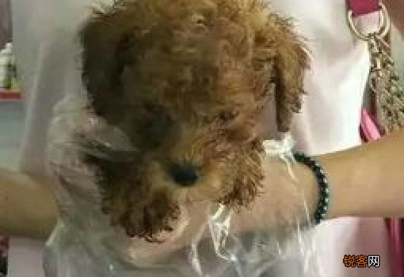 两个月的泰迪好养活吗