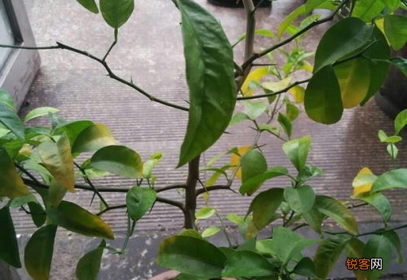 三角梅长刺了怎么办