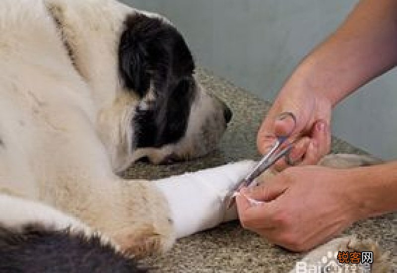 狗狗伤口感染怎么处理