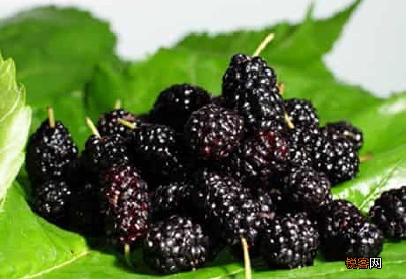 桑葚一次可以吃多少 桑葚吃多了会长胖吗