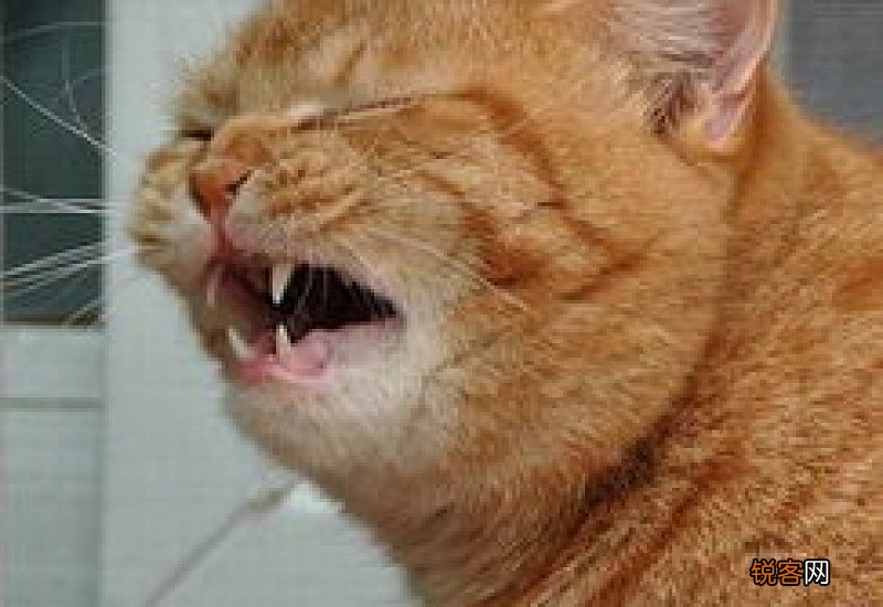 冬天猫猫打喷嚏正常么