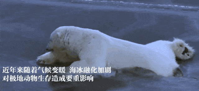 地球变暖了,地球上有哪些动物消失了？