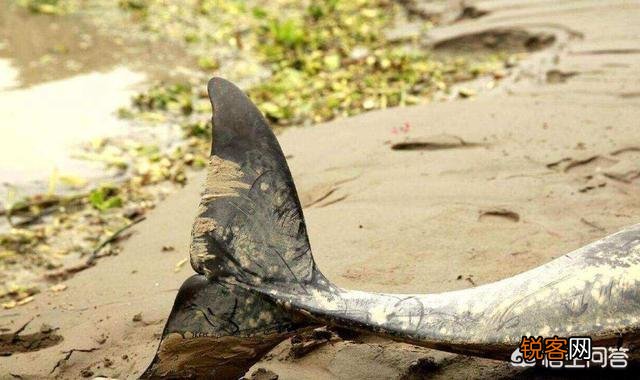 有哪些灭绝的物种现在又重新出现了？