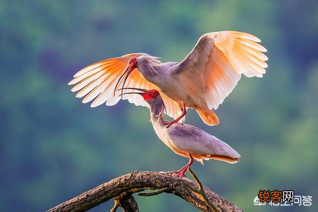 有哪些灭绝的物种现在又重新出现了？