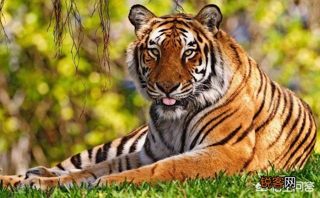 有哪些灭绝的物种现在又重新出现了？