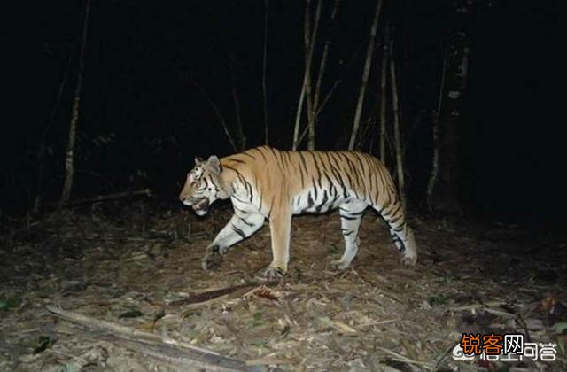 有哪些灭绝的物种现在又重新出现了？