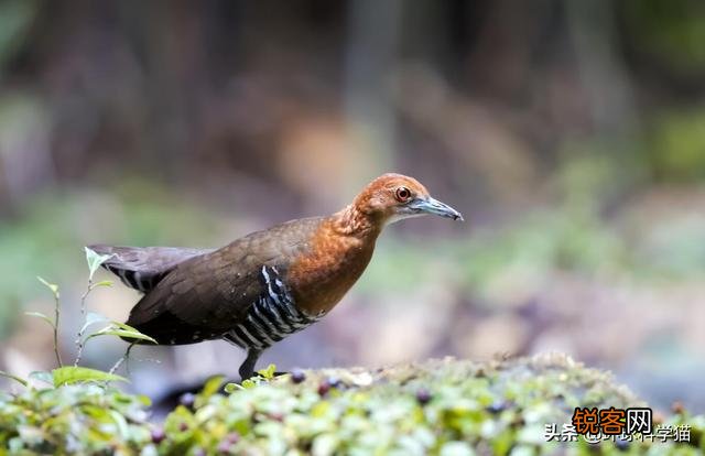 有哪些灭绝的物种现在又重新出现了？