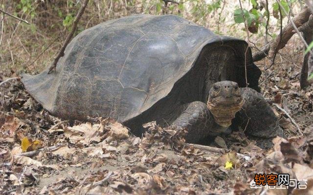 有哪些灭绝的物种现在又重新出现了？