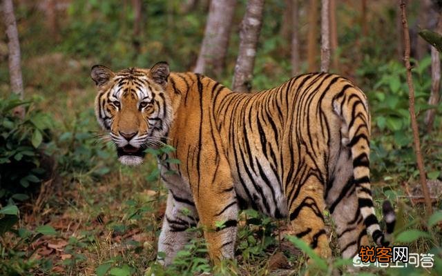 有哪些灭绝的物种现在又重新出现了？