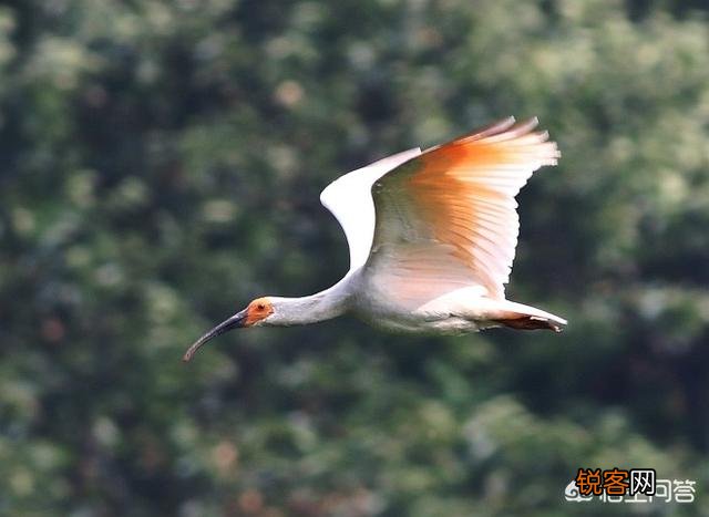 有哪些被认为已灭绝但未灭绝的物种？