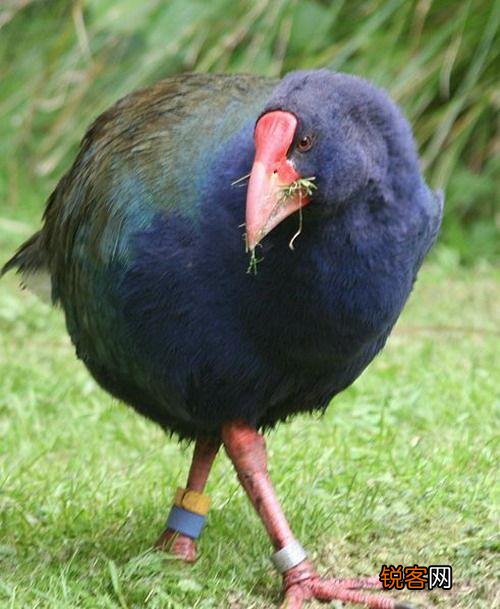 有哪些被认为已灭绝但未灭绝的物种？