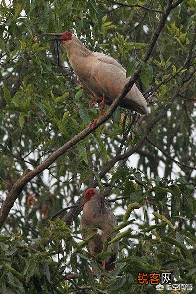 有哪些被认为已灭绝但未灭绝的物种？