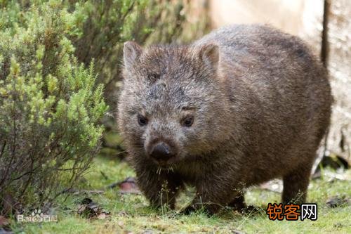 有哪些被认为已灭绝但未灭绝的物种？