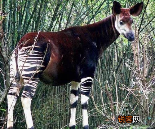 有哪些被认为已灭绝但未灭绝的物种？