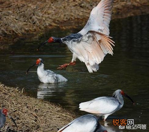 有哪些被认为已灭绝但未灭绝的物种？