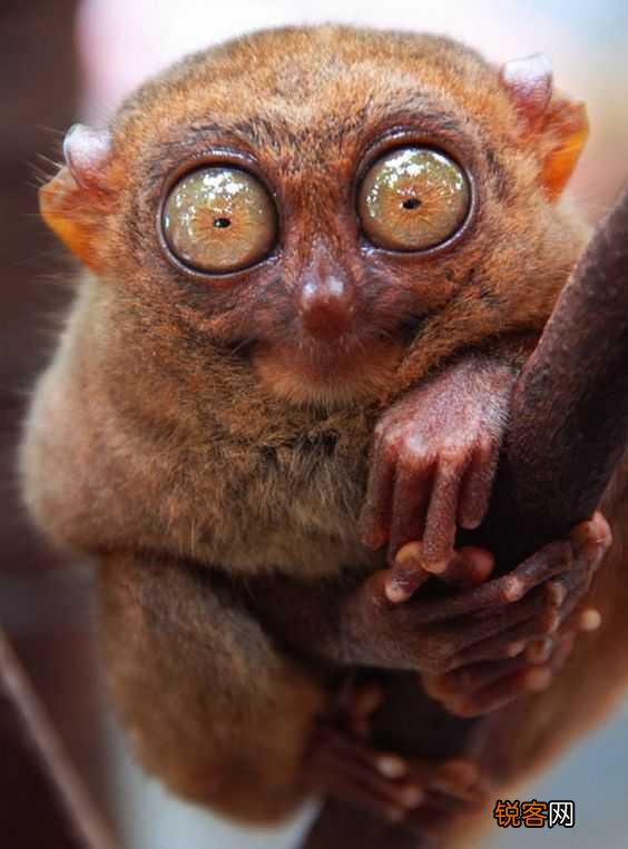 有哪些被认为已灭绝但未灭绝的物种？