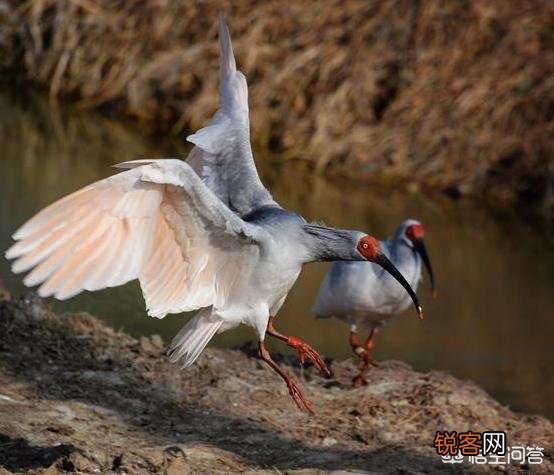 有哪些被认为已灭绝但未灭绝的物种？