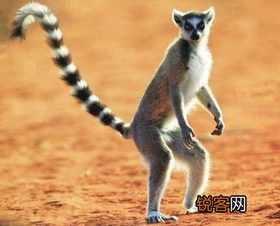 有哪些被认为已灭绝但未灭绝的物种？