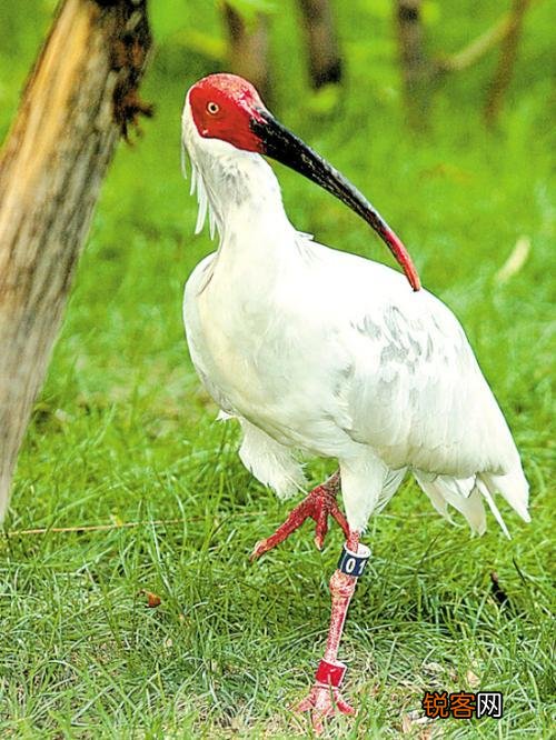 有哪些被认为已灭绝但未灭绝的物种？