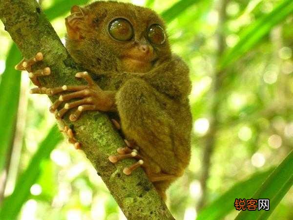 有哪些被认为已灭绝但未灭绝的物种？