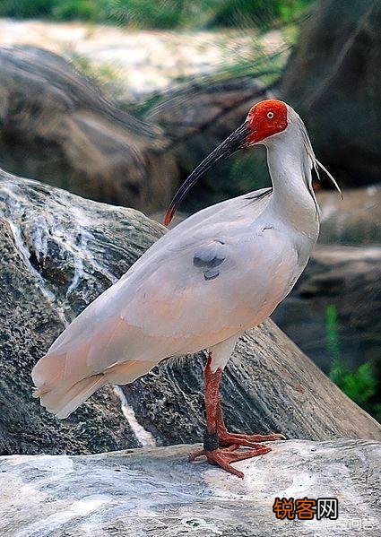 有哪些被认为已灭绝但未灭绝的物种？